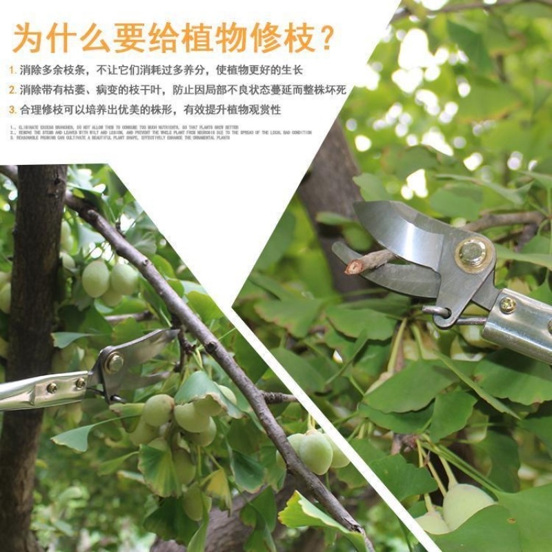 新品高枝剪修枝剪不锈钢剪刀修剪园林疏花稀果剪枝高空剪