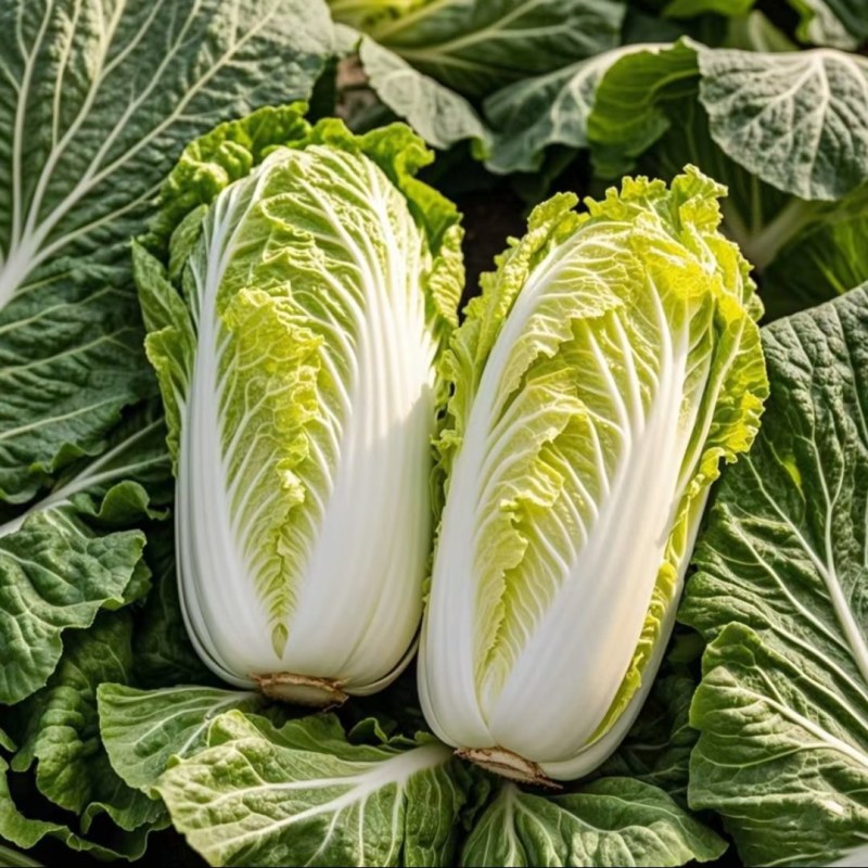 白菜