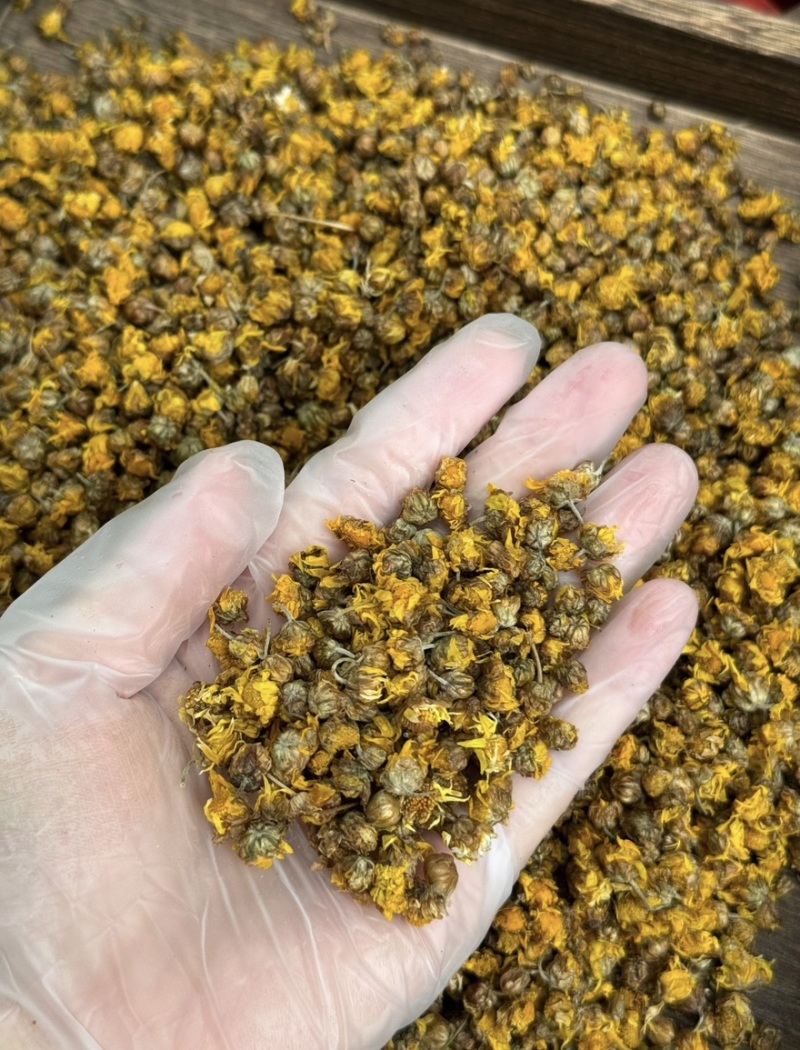 四川野菊花干货优质野菊花自然晾晒长期供应欢迎选购包邮到家