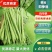 广东精品四季豆,无虫眼,产地直发,支持配车,全国供应。
