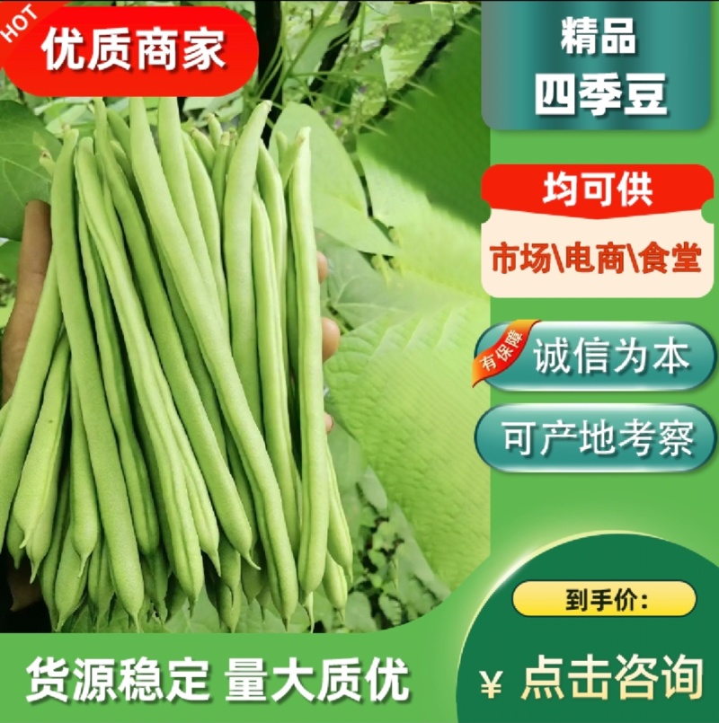 广东精品四季豆，无虫眼，产地直发，支持配车，全国供应。