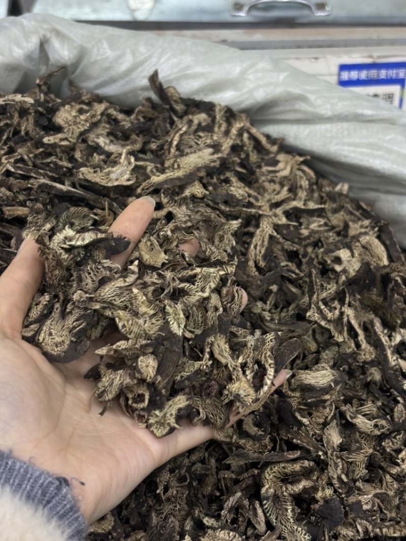 中药材野生升麻窟窿芽根苦老芽根绿升麻正品