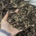 中药材野生升麻窟窿芽根苦老芽根绿升麻正品