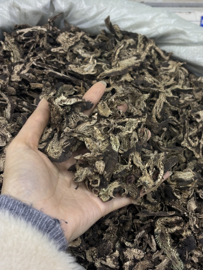 中药材野生升麻窟窿芽根苦老芽根绿升麻正品
