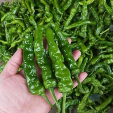 枣研薄皮4号辣椒种子早熟皱皮香辣农家菜园大田春秋季辣椒蔬