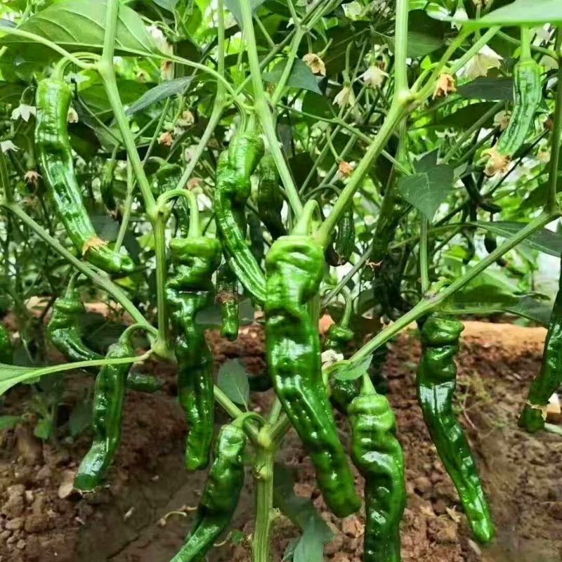 枣研薄皮4号辣椒种子早熟皱皮香辣农家菜园大田春秋季辣椒蔬