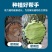 植物伤口愈合剂石硫混合剂阻断腐烂植物伤口杀菌驱虫植物