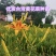 早熟台湾黄花菜种苗台东6号包邮，黄花菜优质种苗