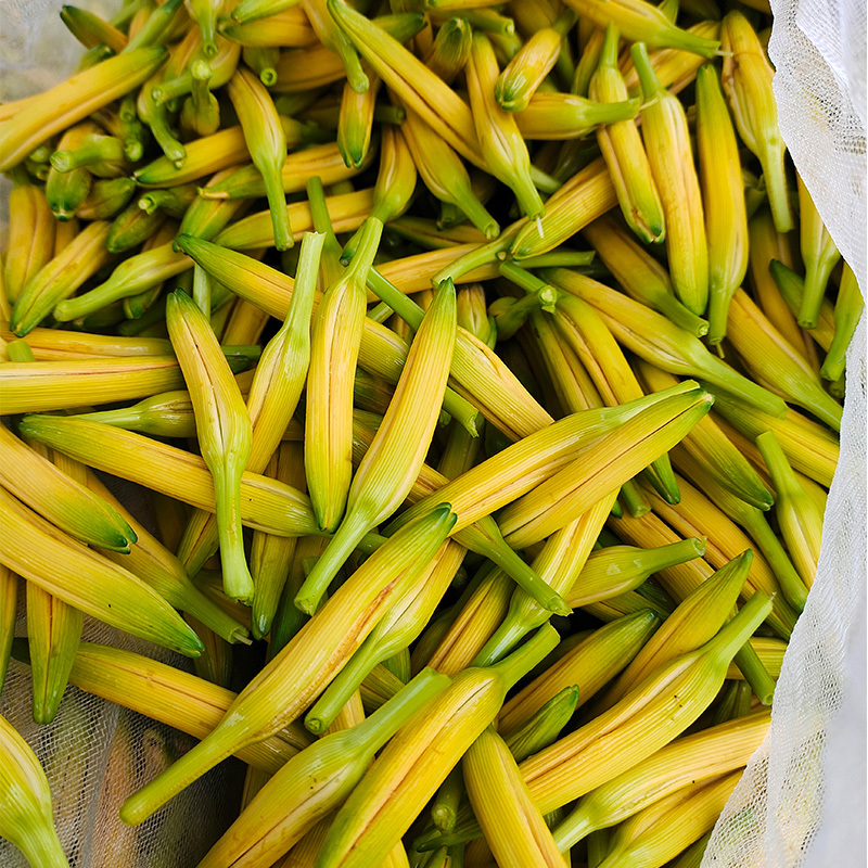 早熟台湾黄花菜种苗台东6号包邮，黄花菜优质种苗