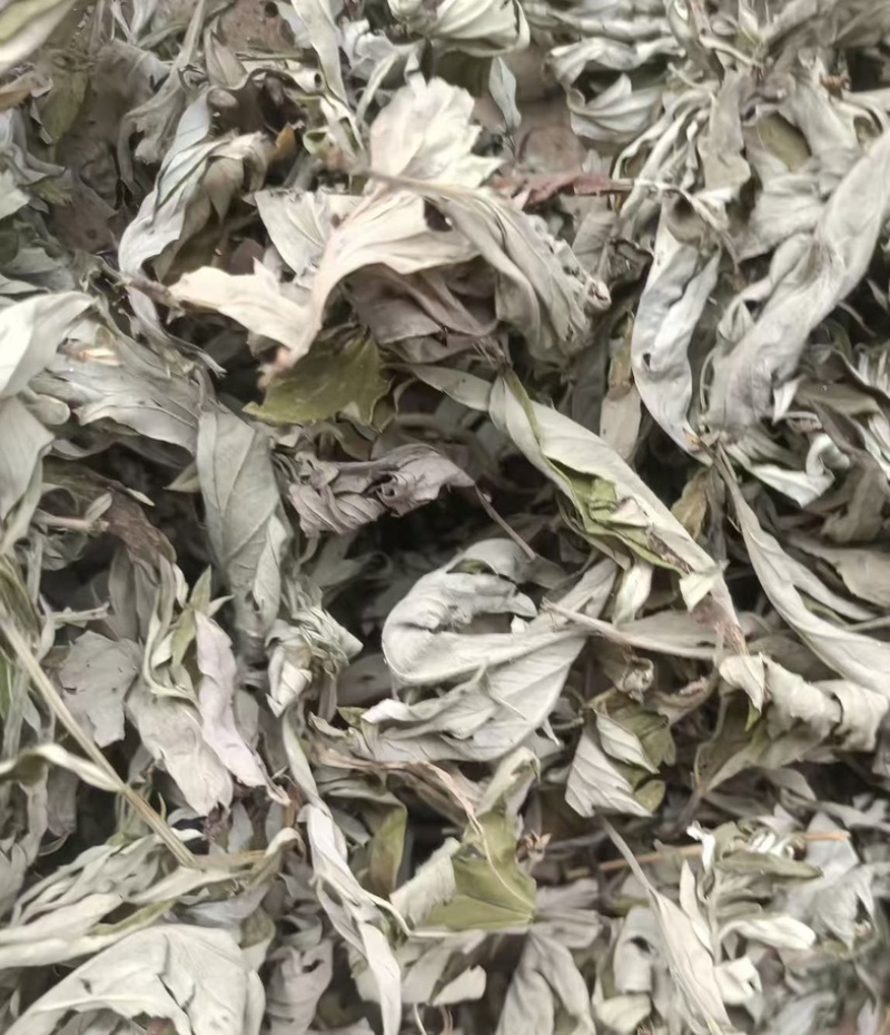 道地艾叶产地直供，温经散寒品质优，批发价更省！