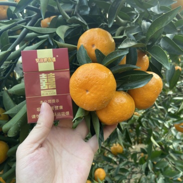 红皮年桔，叶片干净墨绿，果头均匀。全园无黄化