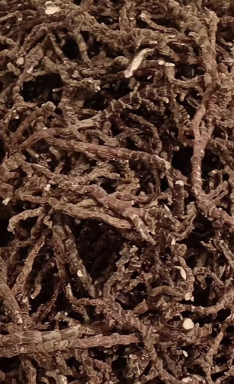 道地石菖蒲产地直供，开窍醒神品质纯，批发价更优！