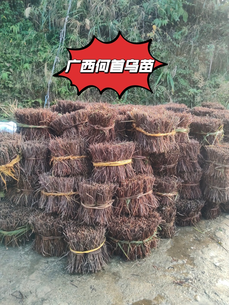 广西何首乌苗，红皮黄心何首乌苗，改良纤插苗，育苗基地直供