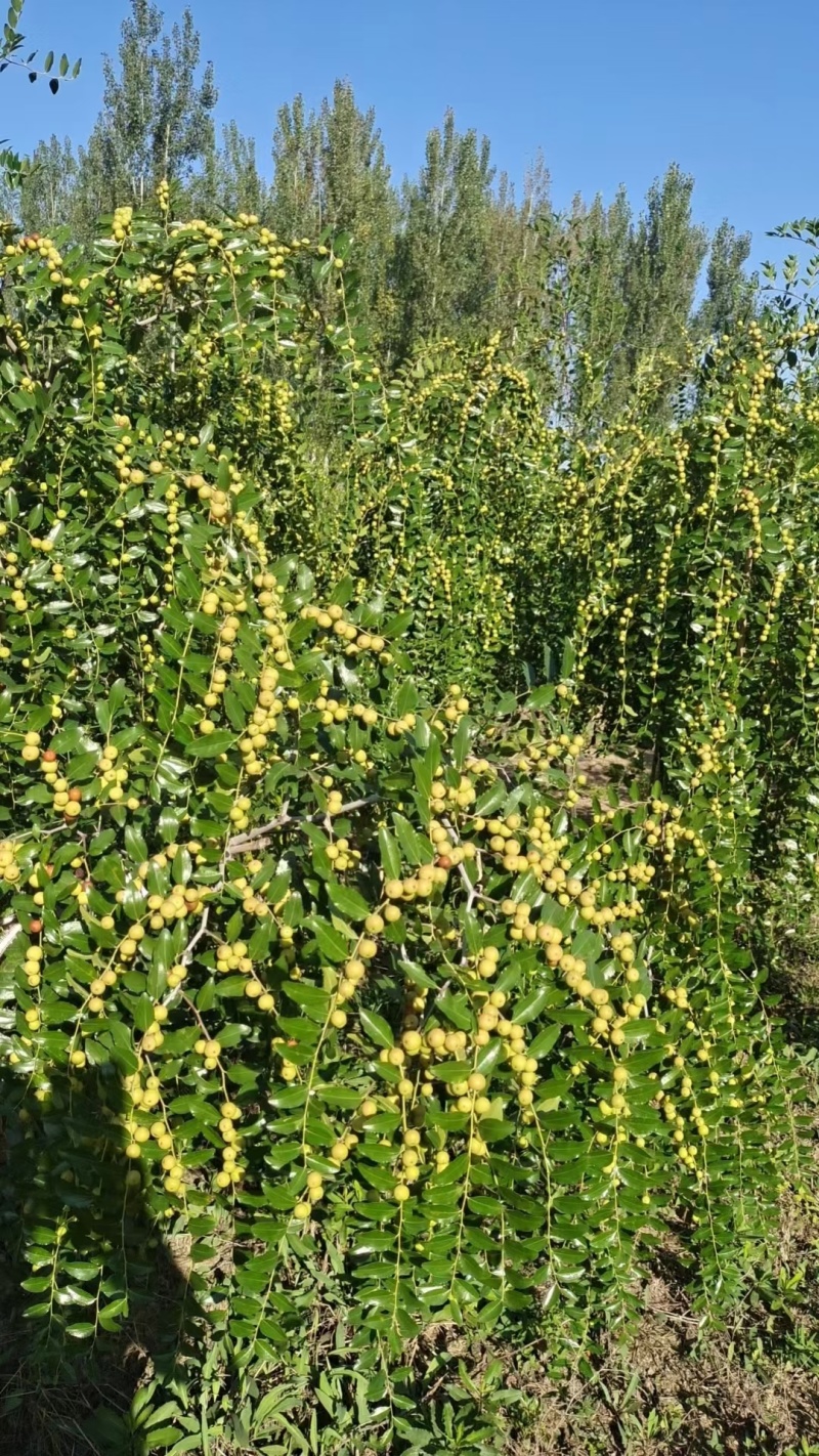 酸枣树苗~药用酸枣树苗量大，价格便宜辽宁枣树苗酸枣苗
