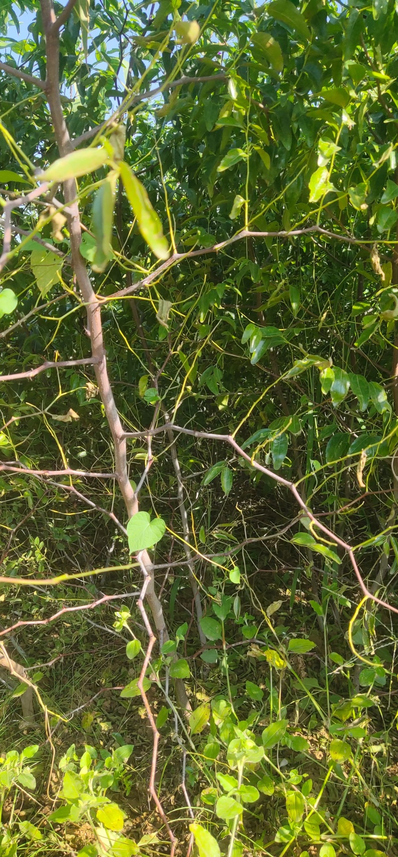 酸枣树苗~药用酸枣树苗量大，价格便宜辽宁枣树苗酸枣苗