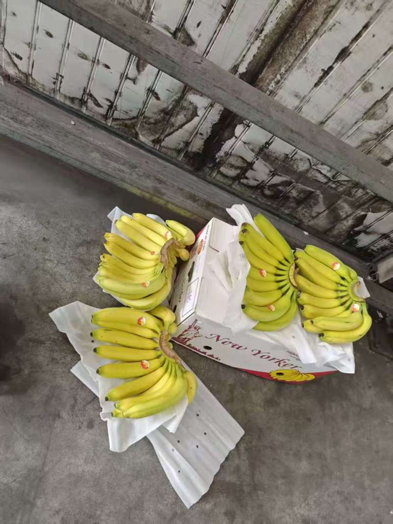 二级蕉