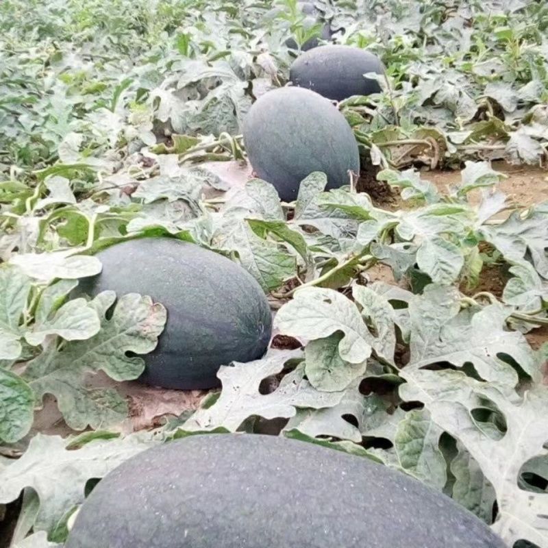 豫艺新拳王西瓜种子龙卷风黑美人大果高产抗重茬黑绿皮西瓜种