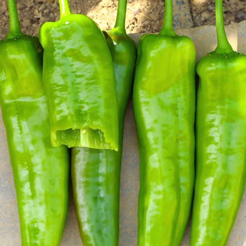 金富29辣椒种子中早熟大果翠绿皮牛角椒尖椒果型顺直光滑