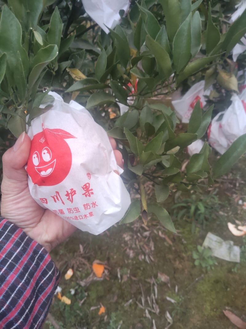 自家耙耙柑