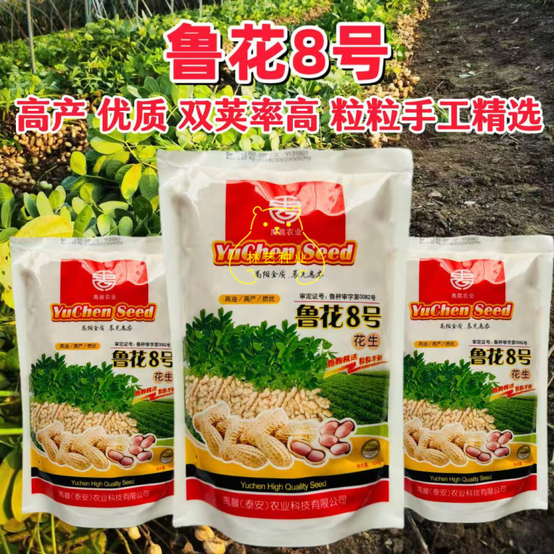 鲁花8号花生种子早熟高产抗病双荚率高优质花生种籽农家大田