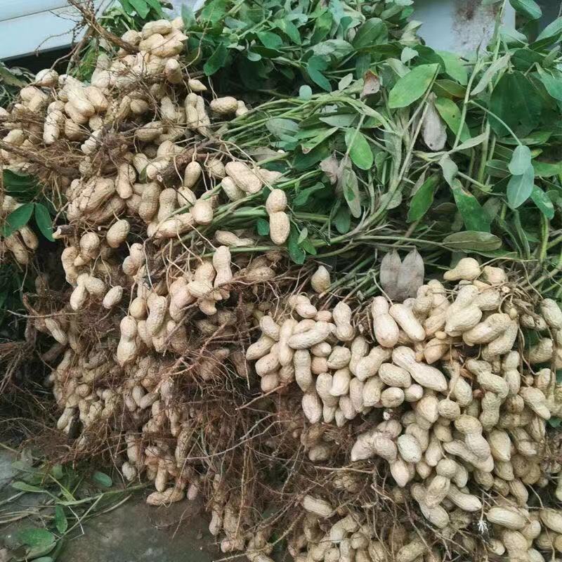 鲁花8号花生种子早熟高产抗病双荚率高优质花生种籽农家大田