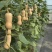 小贝奶油南瓜种子四季可种可盆栽家庭阳台小院高产