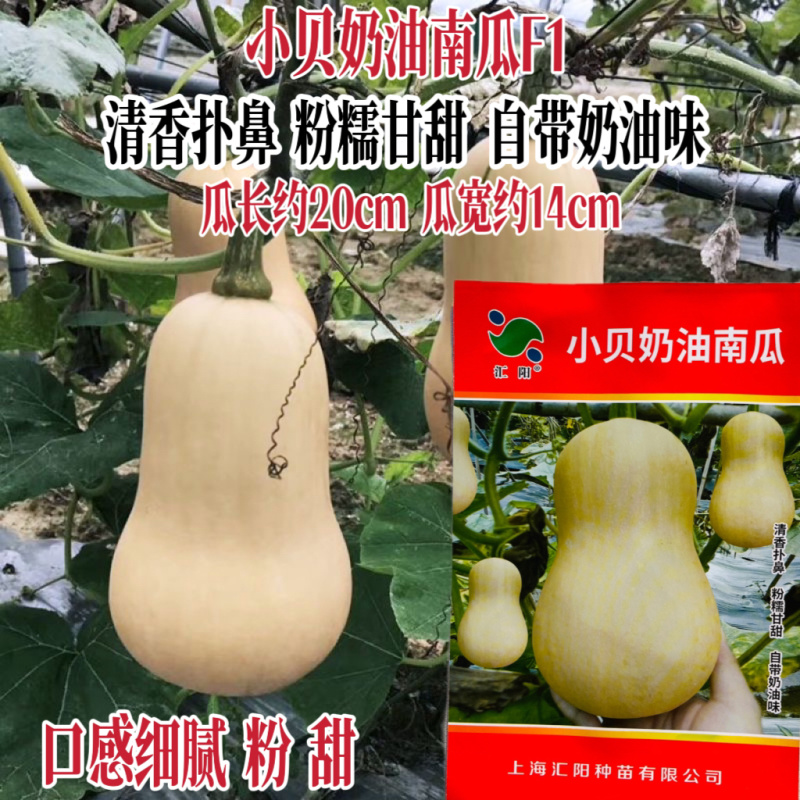 小贝奶油南瓜种子四季可种可盆栽家庭阳台小院高产