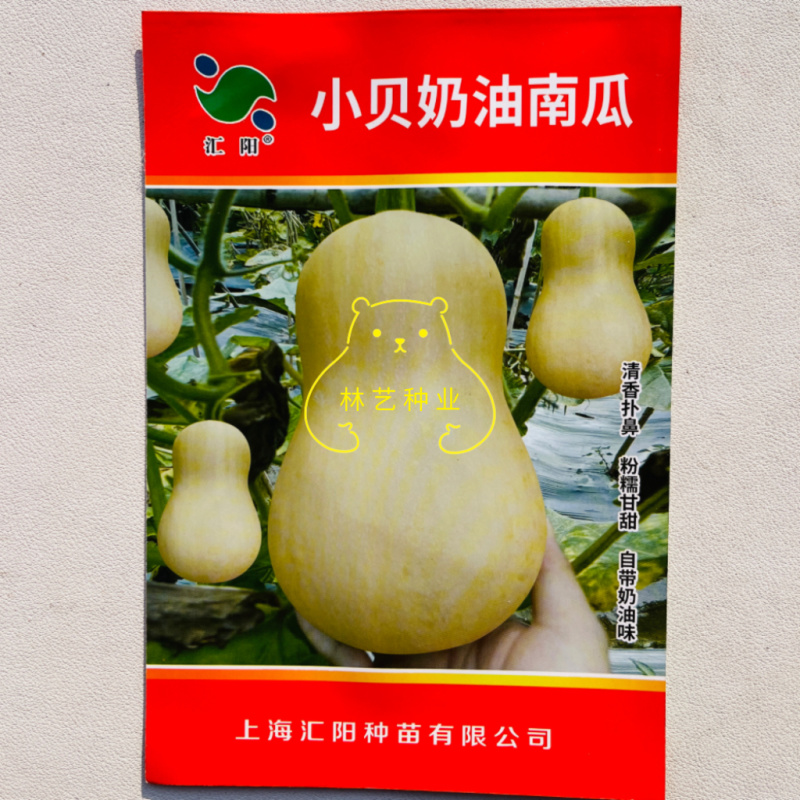 小贝奶油南瓜种子四季可种可盆栽家庭阳台小院高产