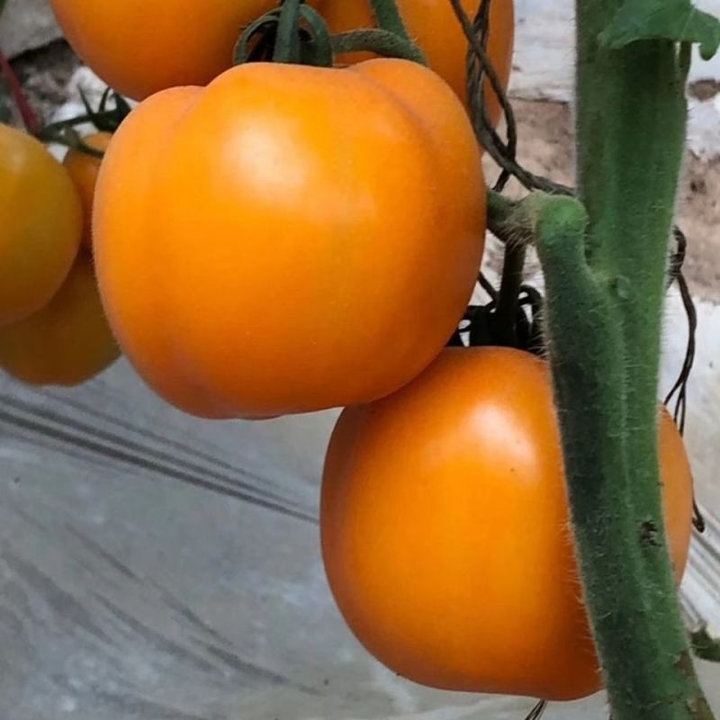 金鸿黄色小番茄种子小西红柿种籽无限生长樱桃番茄春季蔬