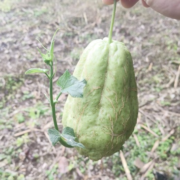 佛手瓜洋瓜葵瓜土耳瓜