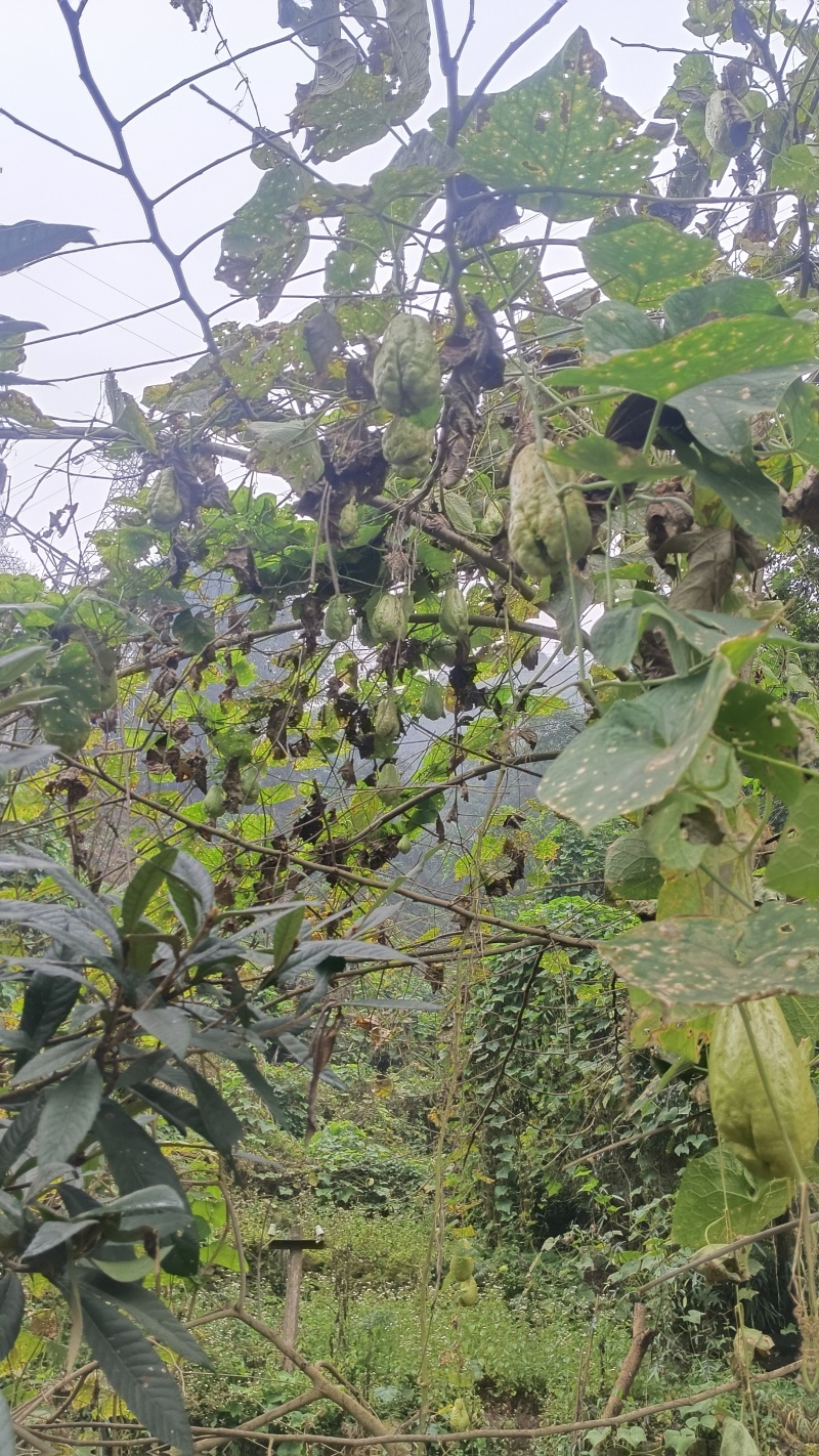 佛手瓜洋瓜葵瓜土耳瓜