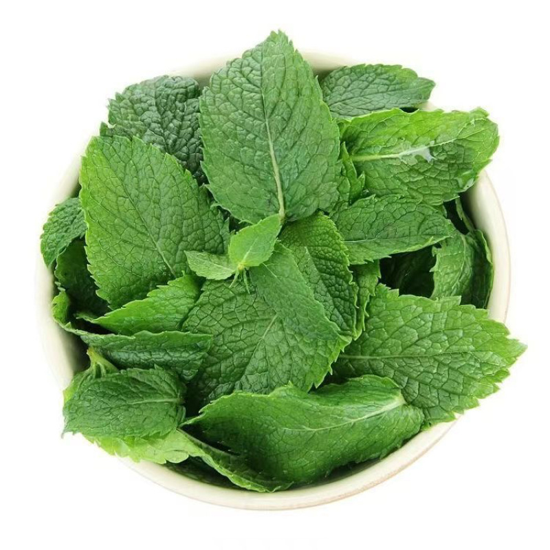 新鲜薄荷叶,薄荷尖,留兰香,牛羊肉调味料鲜薄荷批发