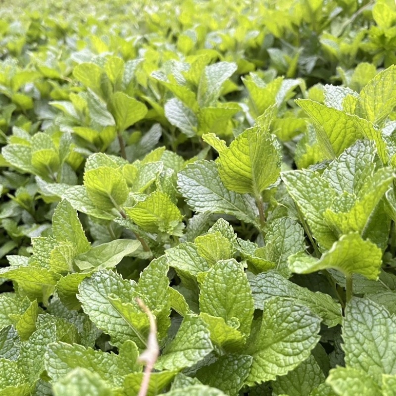 新鲜薄荷叶,薄荷尖,留兰香,牛羊肉调味料鲜薄荷批发