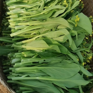 连州2号菜心