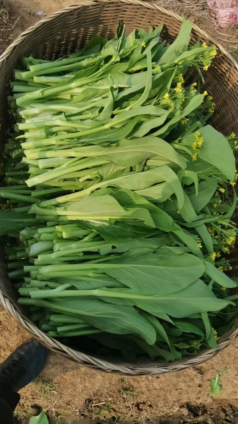 连州2号菜心