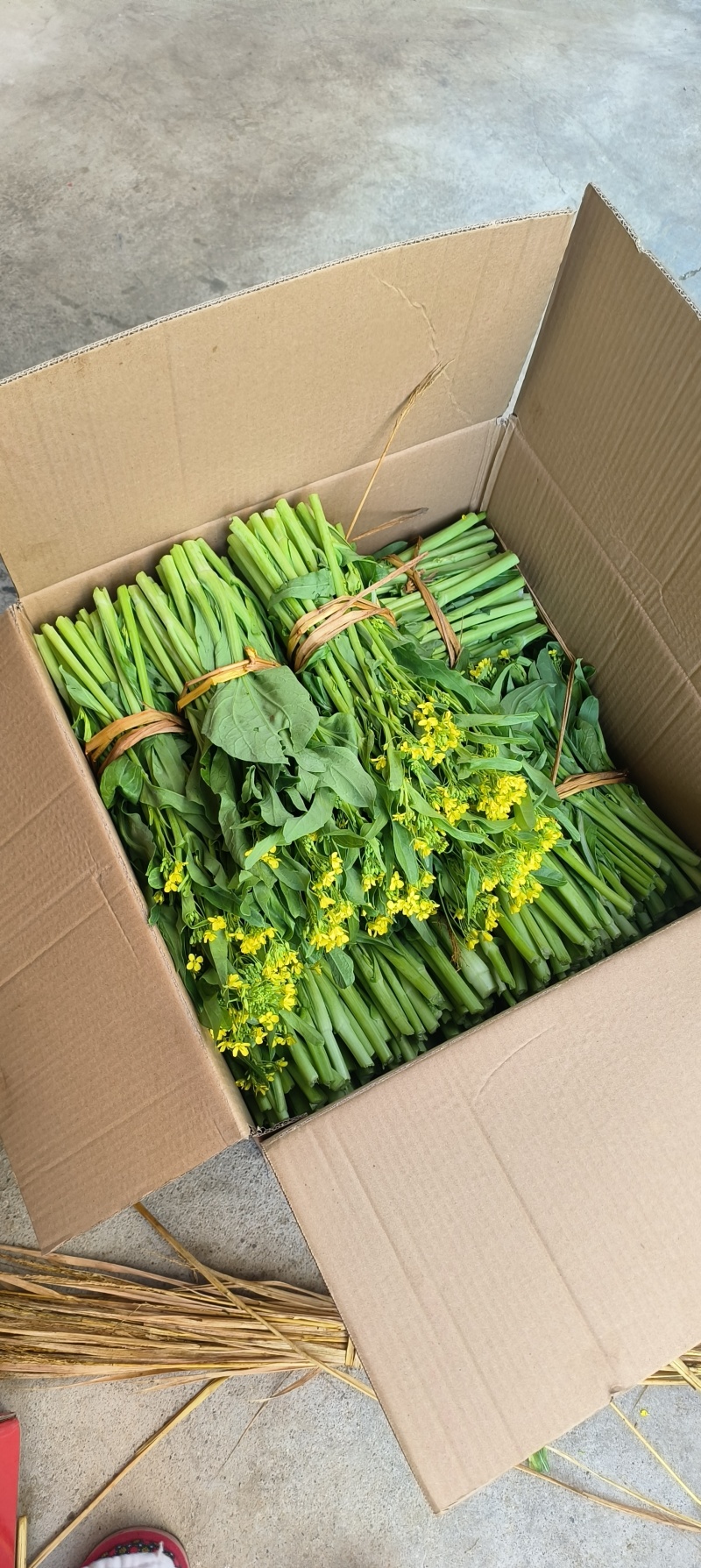 连州2号菜心