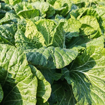 湖北基地自己种的一手货源口感好翠绿色矮颗黄心大白菜量大