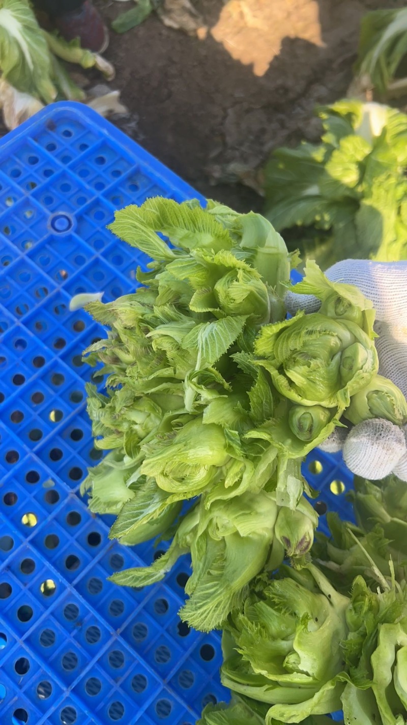 儿菜