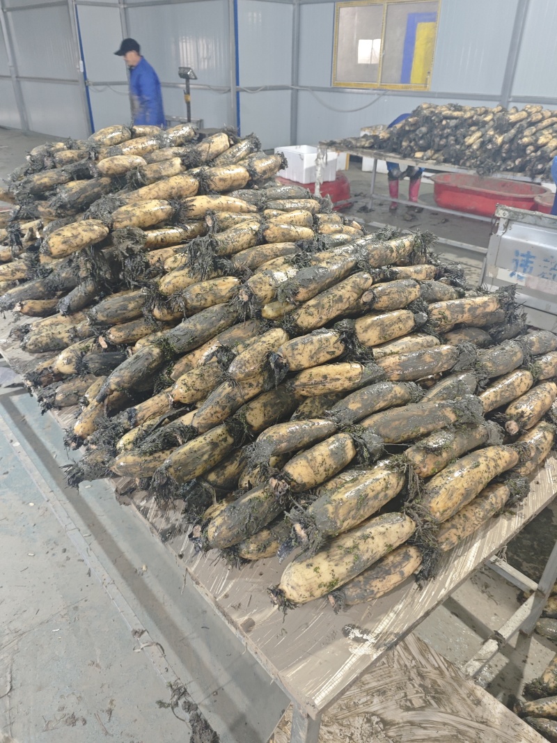 洪湖粉藕现挖现发产地直供价格优惠欢迎来电洽谈