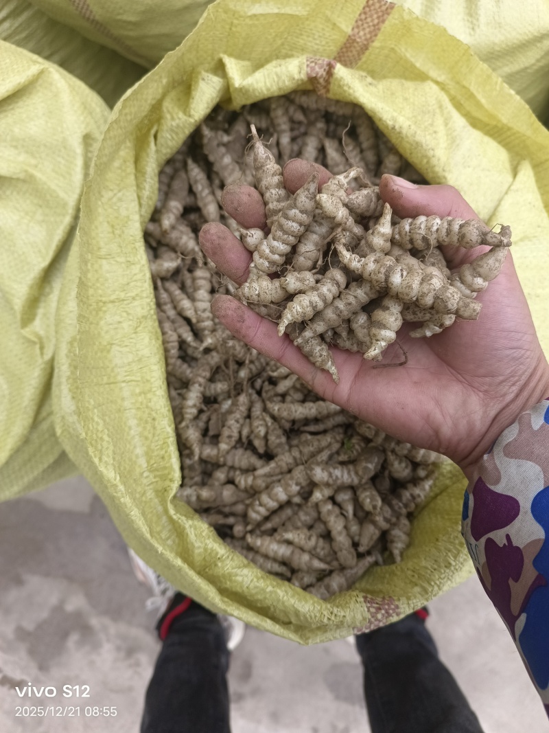 螺丝菜