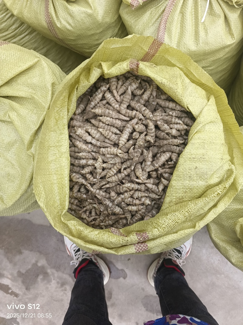 螺丝菜