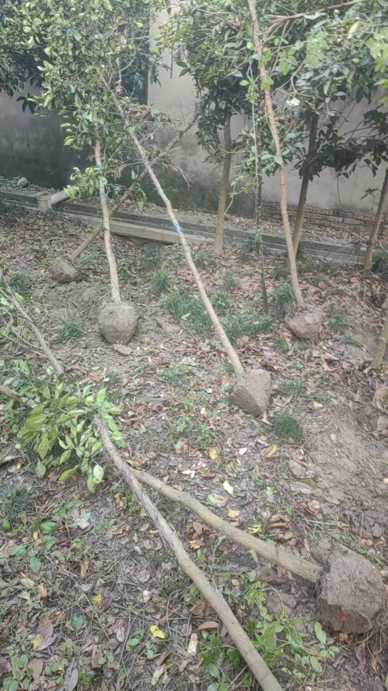 大小香橼树大量供应！！