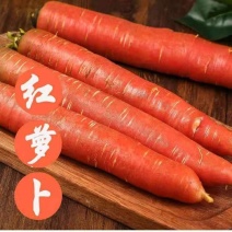 沙地红萝卜