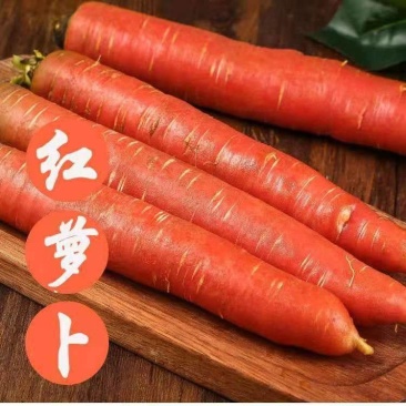 沙地红萝卜