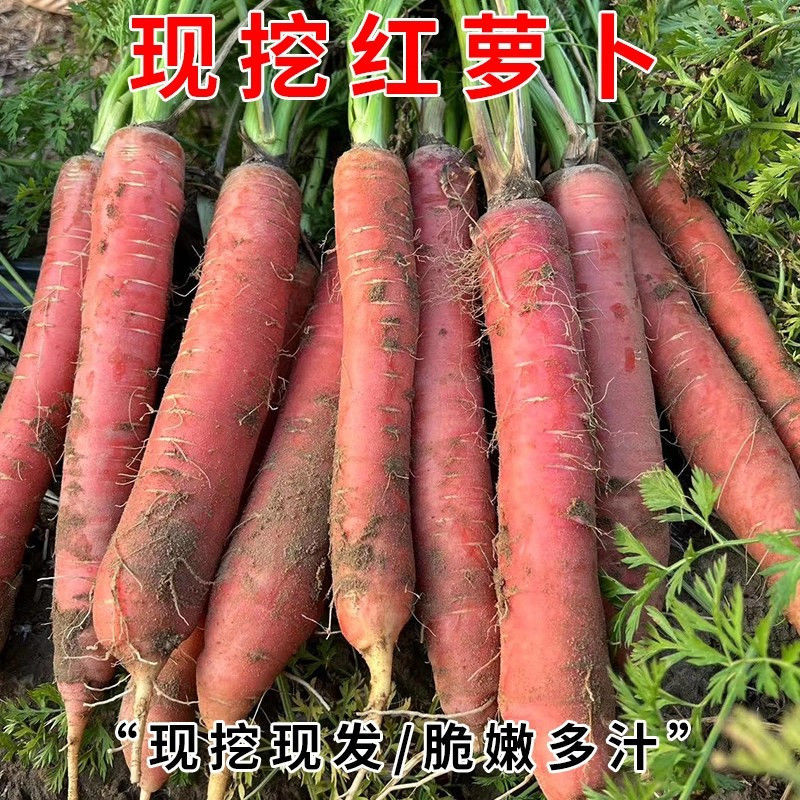 沙地红萝卜