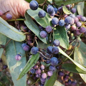 预售野生土茯苓种子白肉粉质土茯苓果子湖南产地