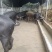 藏香猪