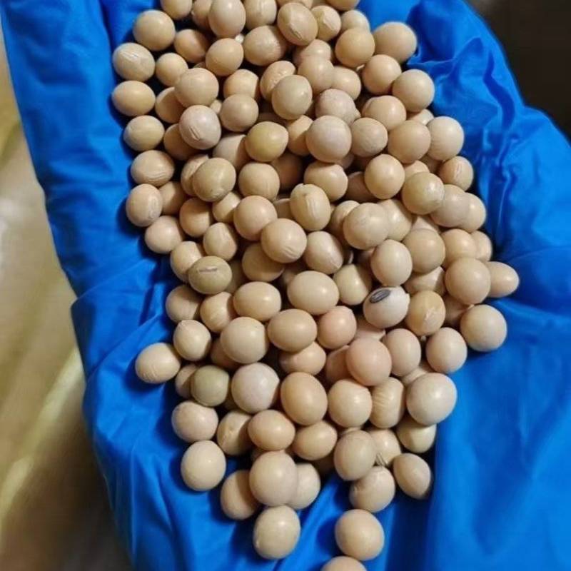 山西黄豆有货。蛋白39都是净梁干干净净
