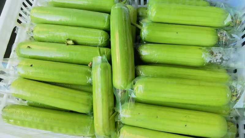 好货推荐白玉丝瓜大量供应对接电商市场商超可视频