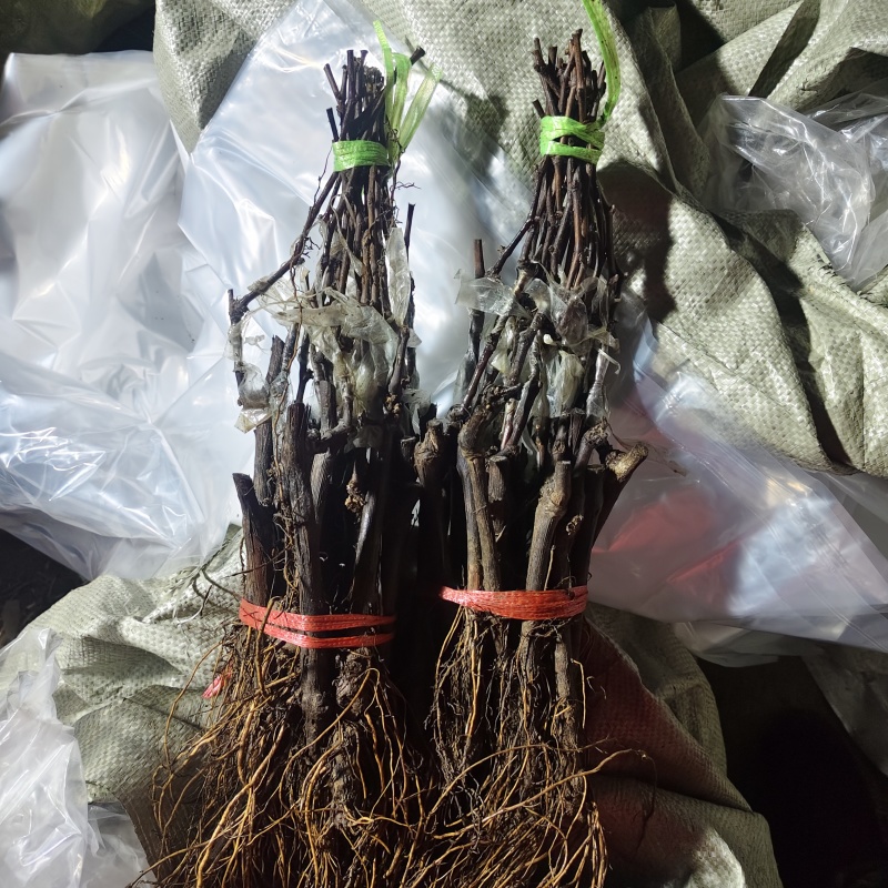 棉花糖葡萄苗，口感如棉花糖，自然无核，抗病高产